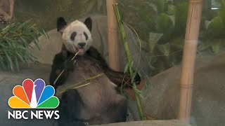 Ya Ya the panda returns to China after 20 years in U.S.