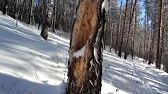 ПАСЕКА ВЛАДИМИРА РЯБУХИНА