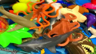 Sea Animal Names with Toys