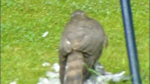 Sparrowhawk attacks a Pigeon 1