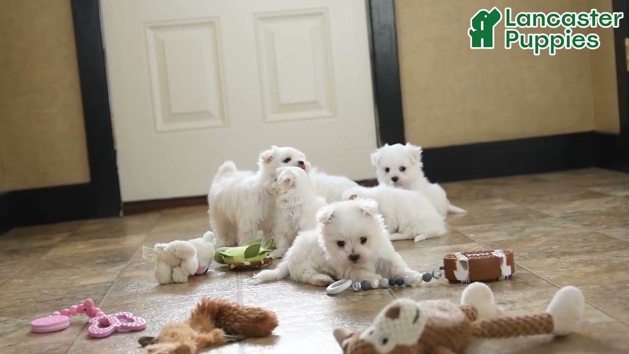Adorable Maltese Puppies