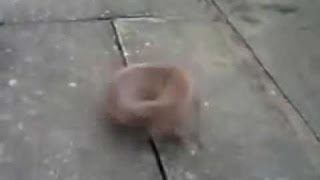 Rire - Drôle, Chiot, Animal, Drôle