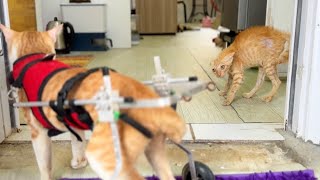 The Rescue Kitten (Sparkle) gets angry with Tony when he sees Tony in a wheelchair… by FTC Meow 1,226 views 3 days ago 12 minutes, 16 seconds