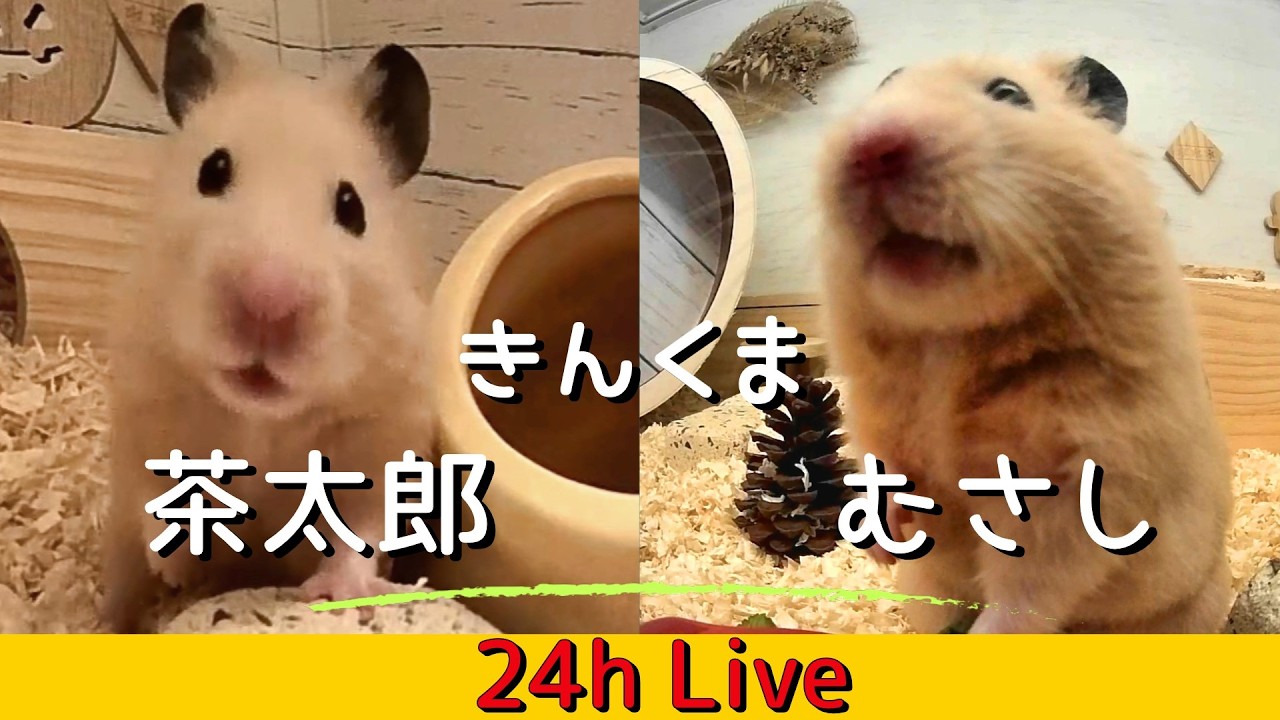 【LIVE】キンクマハムスター 茶太郎  又は むさし ライブカメラ生配信 kink bear hamster Chataro or Musashi 24 hours live streaming