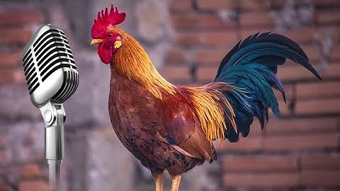 Chicken Song part 11 (original) | The hens’ dancing song | 2023 #11