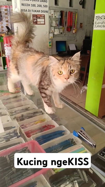 diciuuuumm kucing😺#hewanlucu #kucingoyen #cat #animal #anabulkesayangan #cipokan