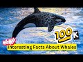 Interesting Facts About Whales || Facts You Didn't Know About Whales