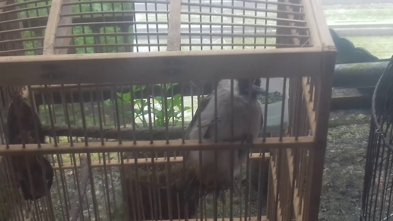 Burung kutilang 