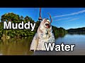 What does summer time muddy water mean