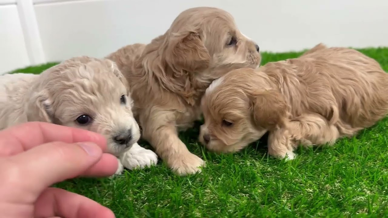 Small Cavapoochon Puppies: Kate’s Litter