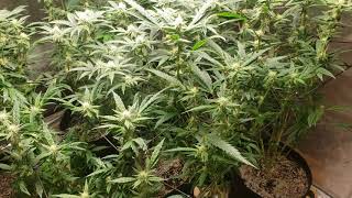 Mars Hydro TS3000  and oneo 1000 watt week 3