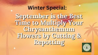 September Month Is The Best Time To Multiply Your Chrysanthemum Flowers By Cutting & Repotting