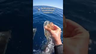 El SALPIDE una de las especies marinas mas Singulares que hay #oceano #curiosidadesdelmar #plancton