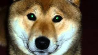 Shiba inu from pup to adult by JustDuff 20,258 views 11 years ago 1 minute, 58 seconds