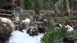 Funghi Dormienti sotto la neve