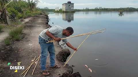 MANCING KEPITING UMPAN KEPALA AYAM