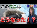 このワニのその後の行方