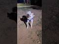 Kux farak nhi padta#pyakuli #petdog #shortvideo #youtubeshorts #petvideos 🐾