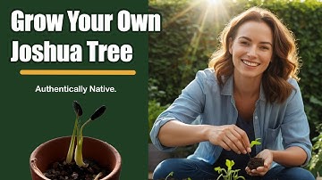 Grow Your Own Joshua Tree: Easy Seed Germination Step-by-Step