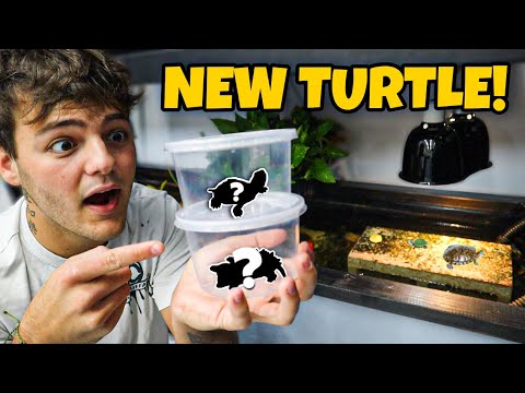 Video: Baby Soft Shell Turtle Aquarium postavljanje