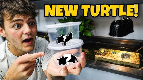 NEW BABY SOFTSHELL TURTLE for 120G POND!!