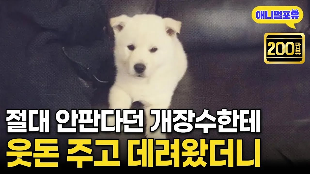 개장수로부터 겨우 데려온 강아지, 은혜를 아는 천재견이었다! I KBS 동물극장 단짝 230114 방송