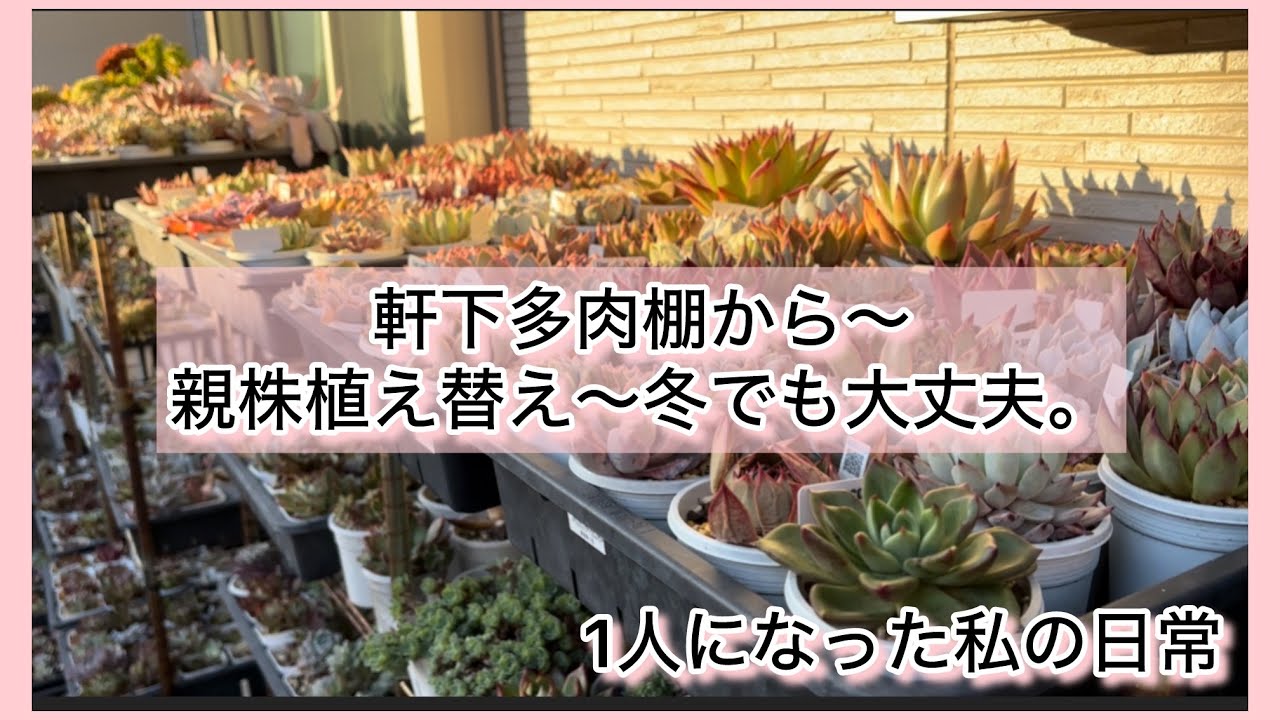 多肉植物]軒下多肉棚から〜親株植え替え〜冬でも問題なし〜^_^1人に