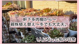 多肉植物]軒下多肉棚から〜親株植え替え〜冬でも問題なし〜^_^1人に