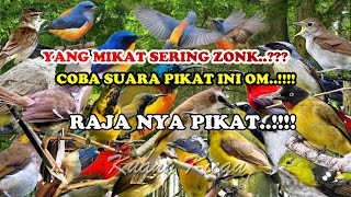 suara pikat burung kecil paling ampuh terbaru 2024