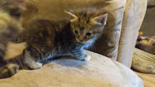 4 week old kitten first time ever on the couch by IBDALOVELY1 21 views 3 years ago 1 minute, 8 seconds