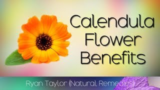 Calendula Flower Benefits & Uses