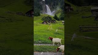 Quiet moments in the Swiss Alps #switzerland #nature #shorts