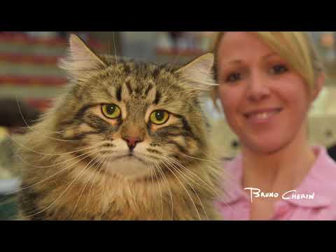 Video: Il Gatto Mostra Malcontento - Come Eliminare L'odore?