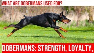 The History of Dobermans in the Military and Law Enforcement