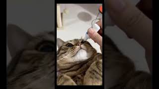 Some Funny Cats | Funny Cats by OnlyCats101 5 views 1 year ago 1 minute, 5 seconds