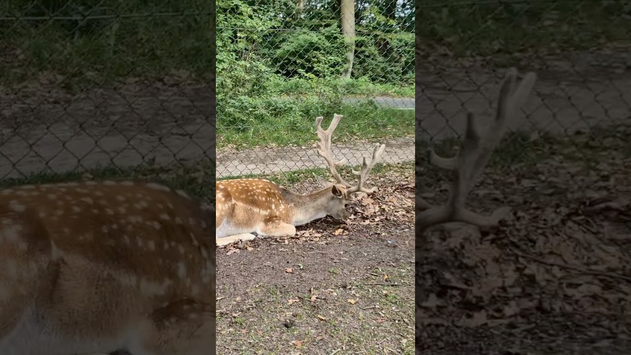 Deer park Aarhus 🦌 🍃 