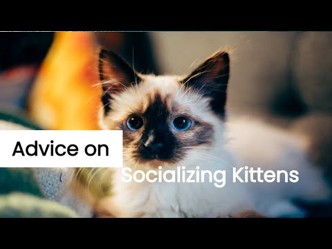 Vídeo: Kitten Kindergarten: Como os gatos podem se beneficiar da socialização e treinamento antecipados