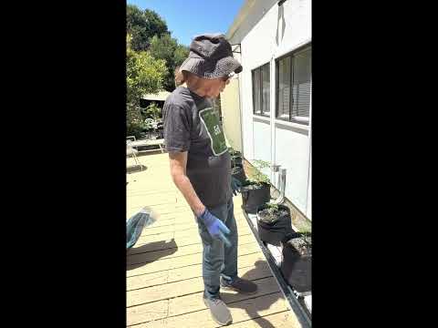 Ed Rosenthal DIY Self Watering Wick System