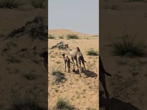 Baby Camel/Dubai Desert Conservation Reserve/United Arab Emirates /youtube shorts/info with sagar
