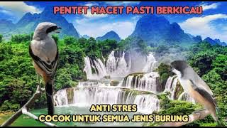 masteran pentet gacor terapi air cocok segala jenis burung