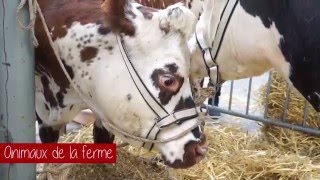 Ferme en ville - Saint-Brieuc le 26 mars 2016