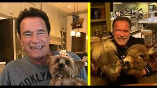 Arnold Schwarzenegger Pets (Dogs, Donkey, Pony)
