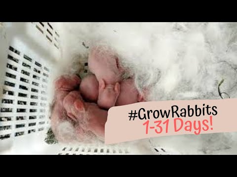 Rabbit Giving Birth And Grow Kits From 1-31 Days! | Amazing! | Kongi Vlogs