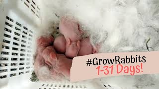 Rabbit Giving Birth and Grow Kits from 1-31 Days! | Amazing! | Kongi Vlogs