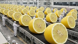 Celebrity Inside The World's Largest Lemon Processing Factory – Millions of Tons Per Day! Profile