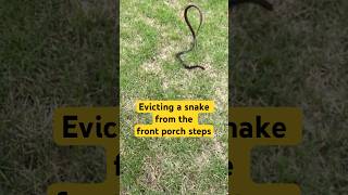 No snake 🐍 on step.