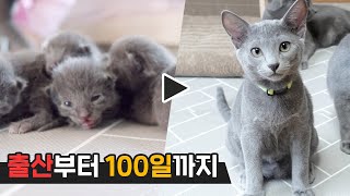 SUB) Growth record from baby cat birth to 100 days