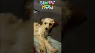 My dog Lucy Edit (Part 1)