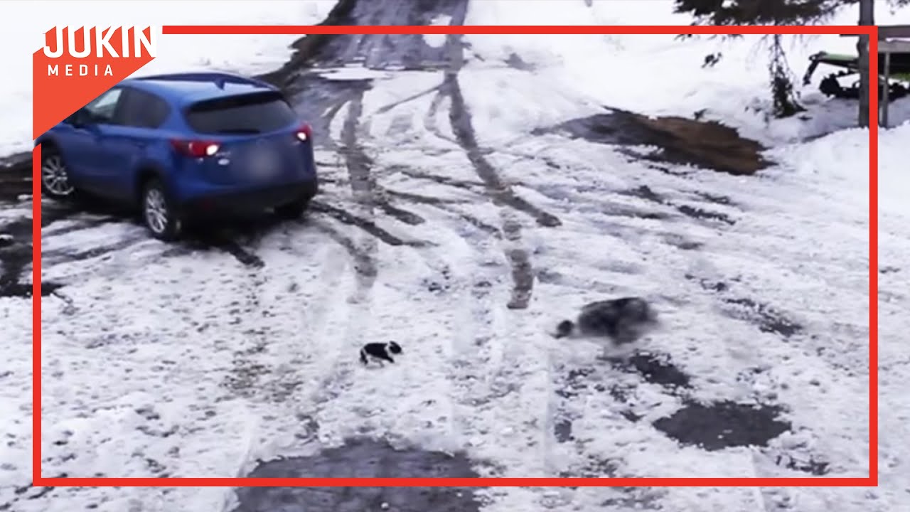 いま助けるぞ 仲間の危機を察知した犬 一瞬の救出劇に感動 Grape グレイプ