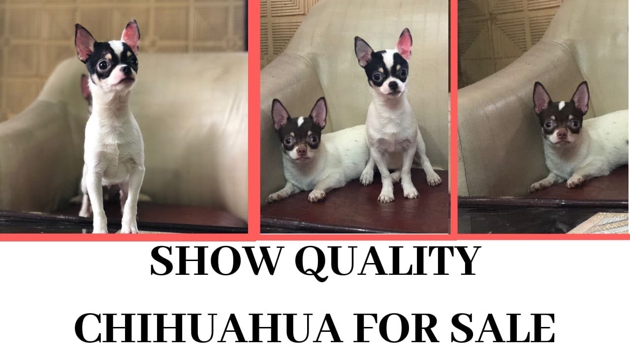 #naturephotoday CHIHUAHUA PUPS|चिहुआहुआ डॉग फॉर सेल |Animals Blog Kolkata|